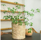 Silk Guanyin Lotus Leaf Indoor Plant
