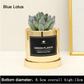 Faux Succulent and Bonsai Display