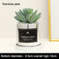 Faux Succulent and Bonsai Display