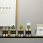 Faux Succulent and Bonsai Display